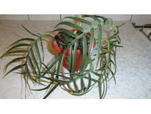 ����������� �������- ������ �������� ��������....