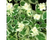 ���������� (1.5-2�)*