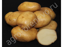 ���� 240�/3��