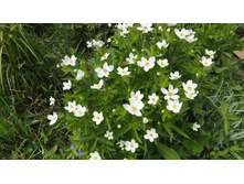 ������� �������������