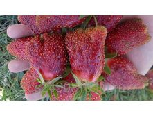 ����������� �������-60�.jpg