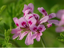 �������� ������ 100 �� - 114 ���. � ������� 300 ��.jpg