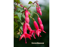 Lever DSC2515crop.jpg