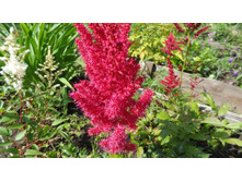 ����� ��� �������.JPG