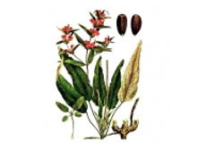 ������, �����, 50� ������