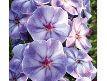 ���� ��� ���*