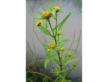 �������� �������� ������ 100 �� - 75 ���. � ������� 600 ��.jpg