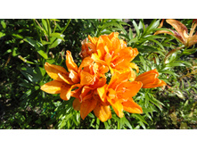 ����� �����