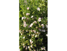 �������� �������