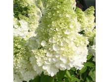 9936857.Gortenzij metel. Poljrniy Medved- 176-00.jpg