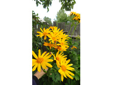 ��������� �����������������