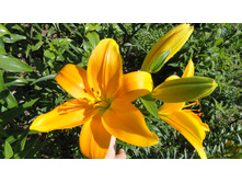 ����� (2).JPG