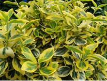 ��������� �������