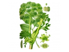 Dyagil lekarstvennyy trava0z thm.jpg