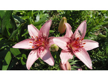 ����������� ����.JPG