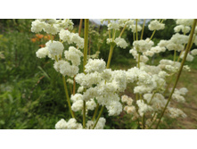 ������� �������� ����������� �����