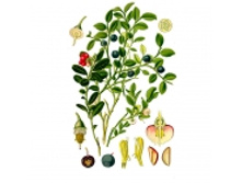 �������� ������, 30 � ��������� ����