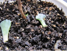 �������������, 18.03.2016