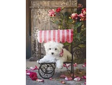 16272 ���� 500 ������� ���� ��. ���������, ���� �����.jpg