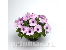 NEW ������� Ramblin Amethyst ������� 80�