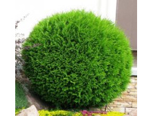 ��� ���������� ������, �������