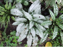 �������� �������