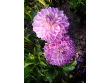 №51 ������.jpg