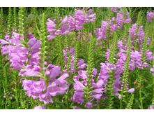 ���������� ���������� �������