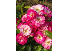 ��������� 234���. (����� �������� ��� 7��.).jpg