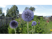 ��������� ������ ���