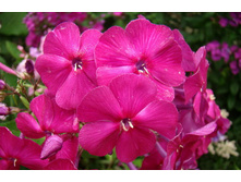 ����� ��������� (�ϣ ����)