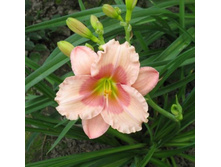 �������� Janice Brown (������ �����)