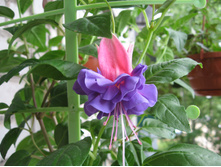 ������ Cecile