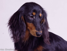 12819429 1010118465721243 188386889602241397 o.jpg