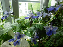 ���� �����������