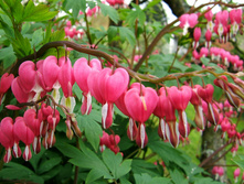 �������� "����������� �������" (Dicentra Spectabilis pink)