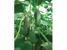 ������ ���� 33,00 ��� - 9��