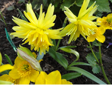 ������� Rip Van of Winkle