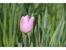 ������� ������� (�ϣ ����)