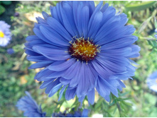 ����� ����������� �����