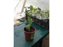 ������� ������