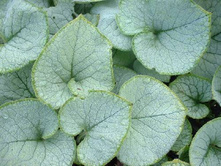 ������� ������ �����    LookingGlass.jpg