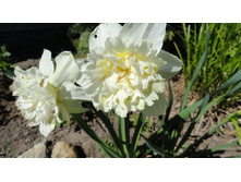 ������� ��� ����