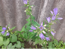 ����������� ������������� �����(�ϣ ����)