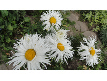 ������� �������� ���������� ����