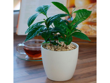 ������ ���� -  �� 350 ���.