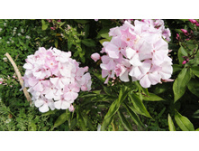 ��������� ����