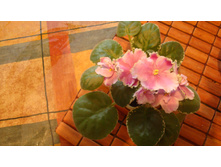 ��-�������(2011)