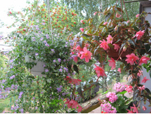 ������� (��������)