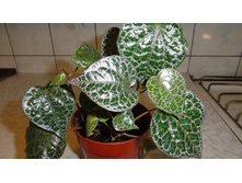 ����� �������